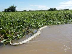 anaconda pantanal