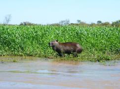 capybara pantanal