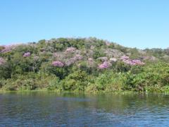 flowering trees pantanal