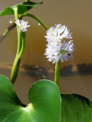 water lily pantanal