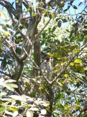 wise old owl pantanal